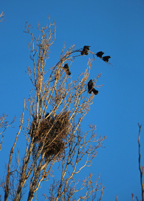 Vetési varjak képsorozat